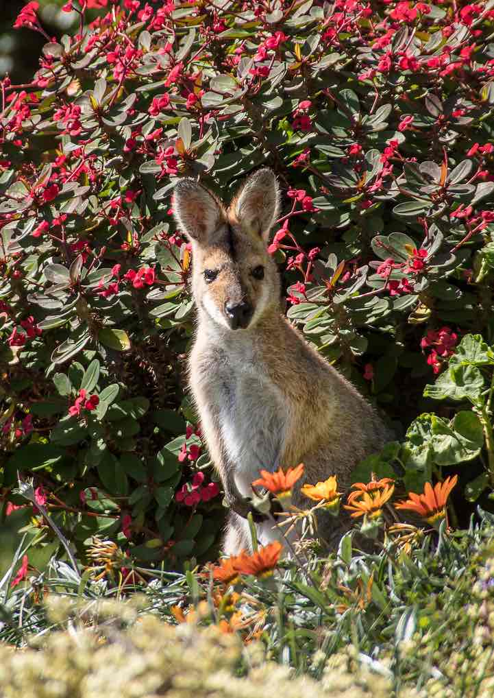 wallaby 4314086 1280