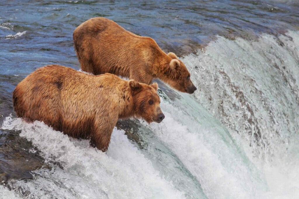 Wild Brown bear on Alaska, Katmai National Park, wildlife scene