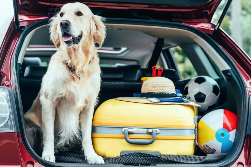 close up view of dog sitting in car trunk with whe 2022 12 16 17 49 49 utc