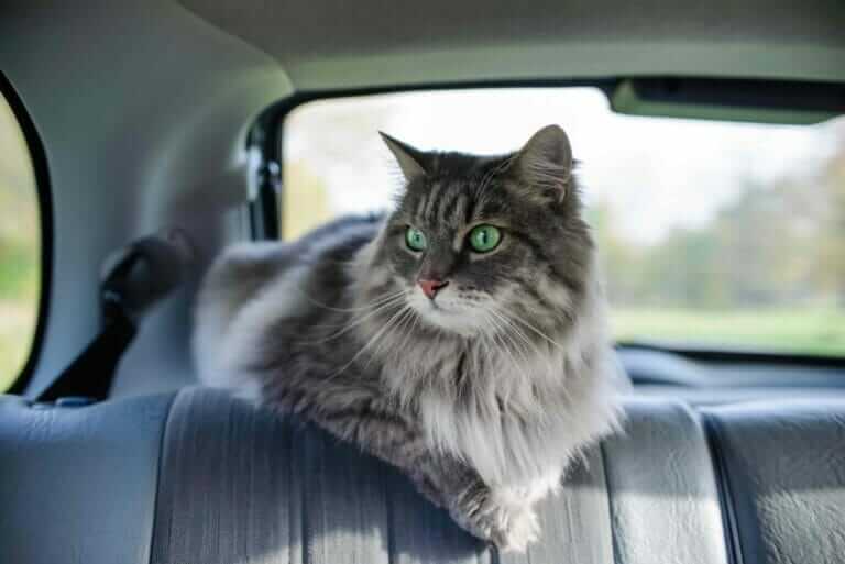 portrait of a cat in the car gray cat with green 2022 03 31 06 41 25 utc