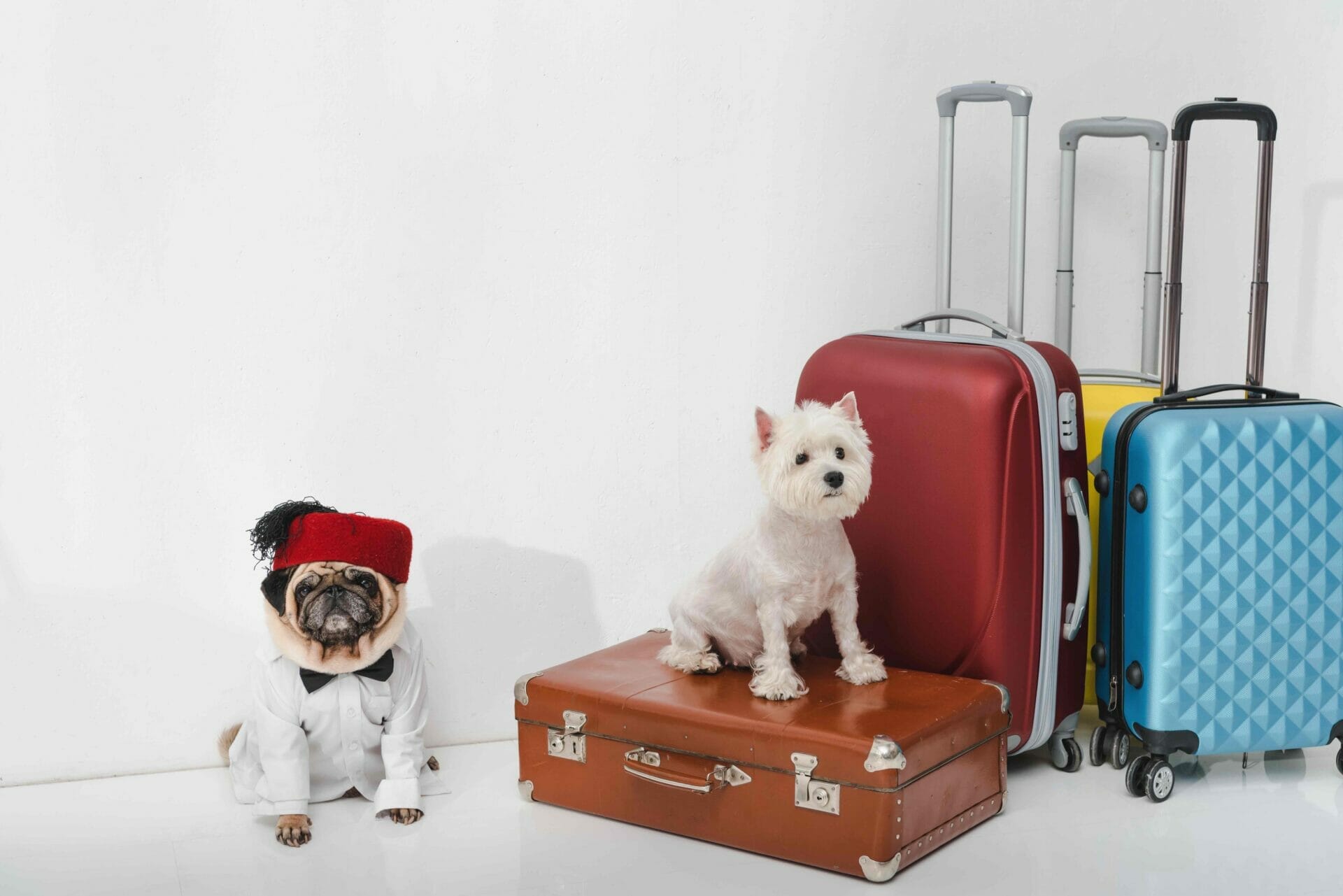 two adorable dogs sitting with suitcases on white 2022 12 16 16 19 18 utc