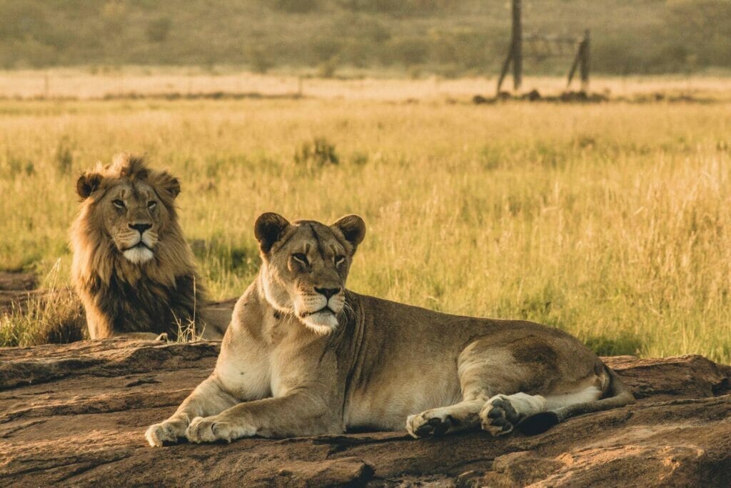 male and female lions laying on the sand and resti 2023 01 19 00 52 37 utc