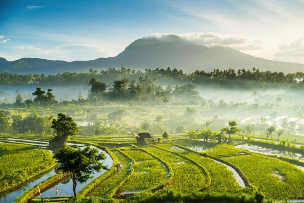 rice fields bali indonesia 2022 03 07 23 59 15 utc