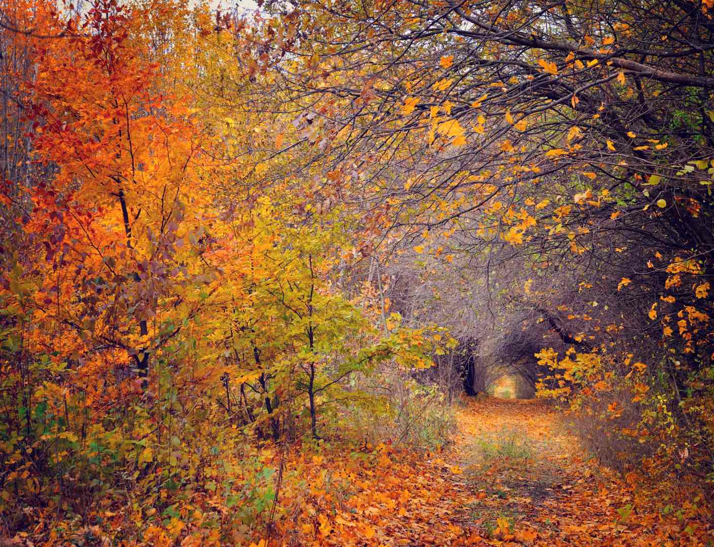 pathway through the autumn forest 2022 02 02 05 07 24 utc