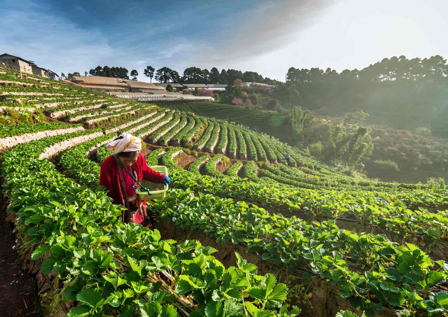 Farmer picking strawberries in Chiang Mai