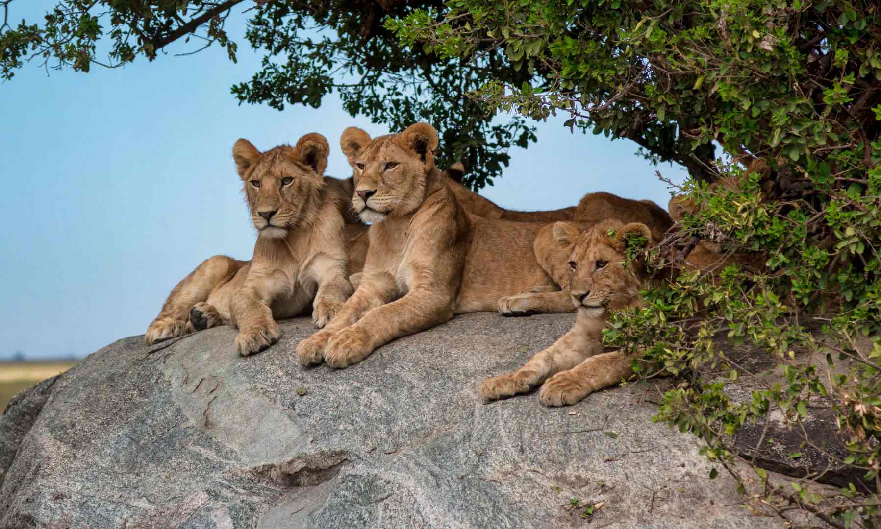 lions lying on a rock in the serengeti park in tan 2023 02 04 04 33 53 utc