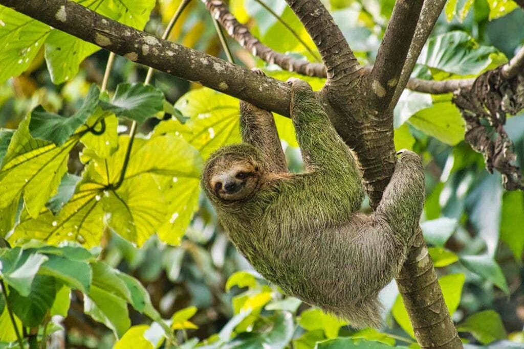 sloth