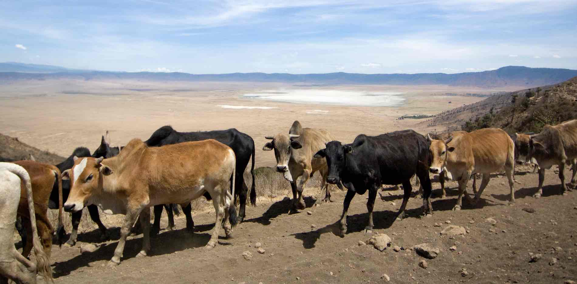 view on the ngorongoro crater 2021 08 26 18 00 48 utc