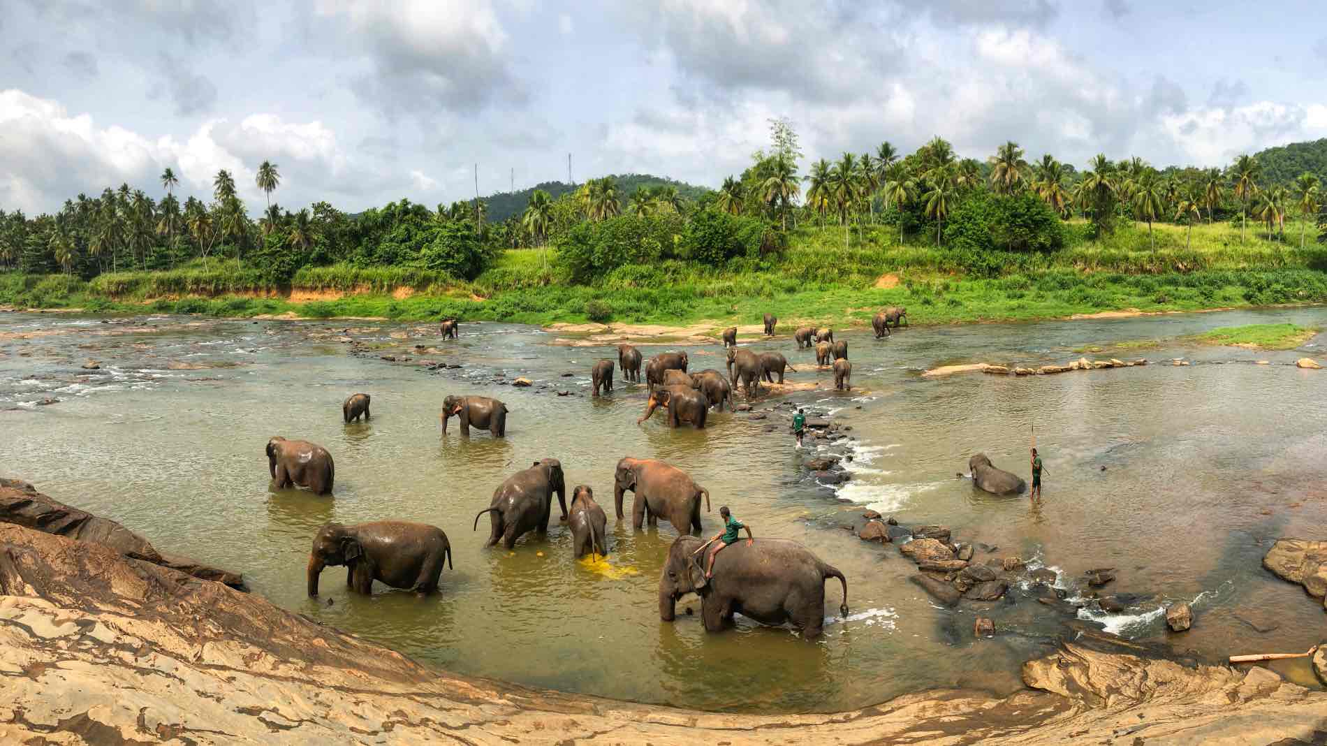 sri lanka elephants