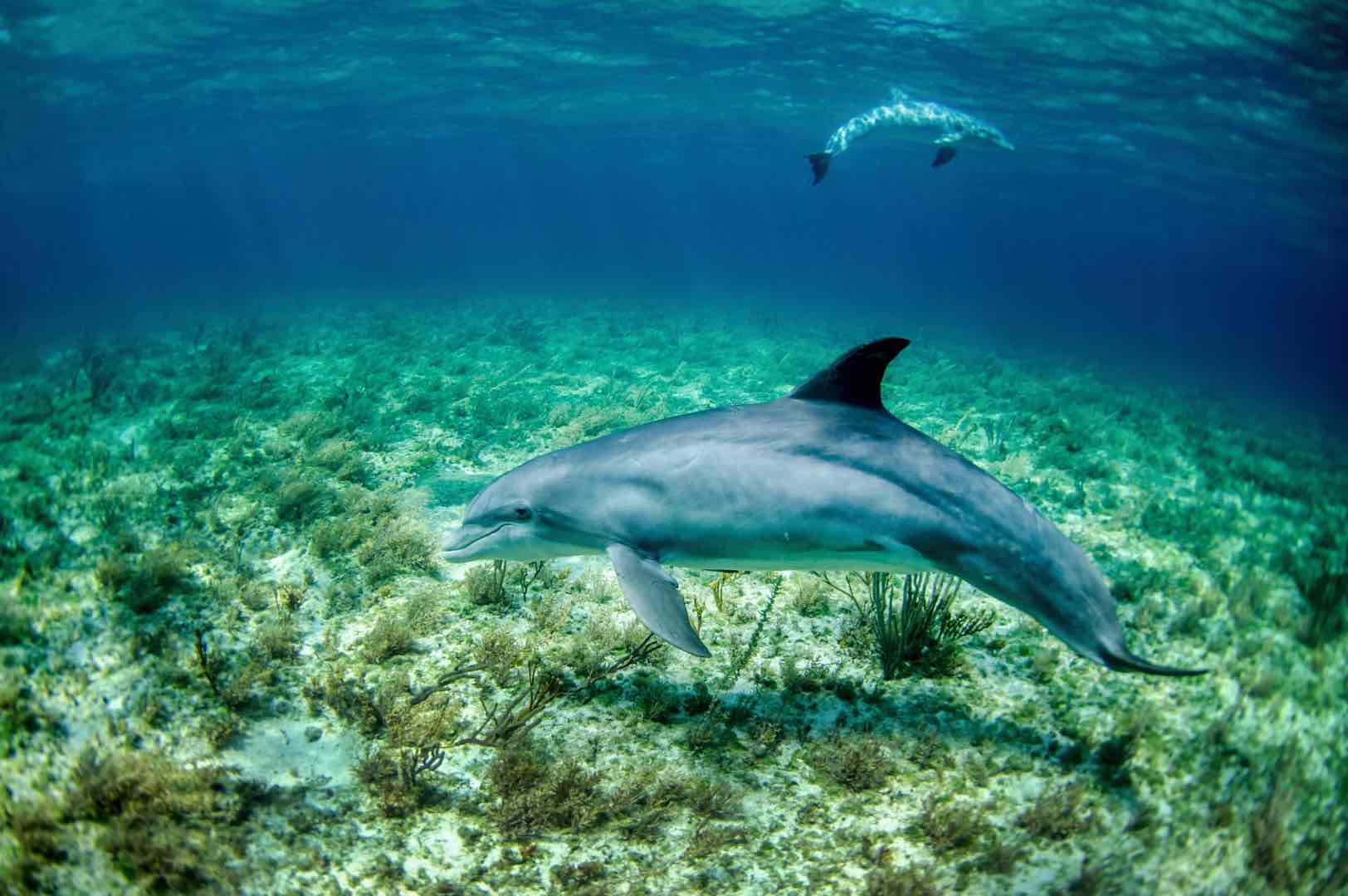 Dolphins in Australia