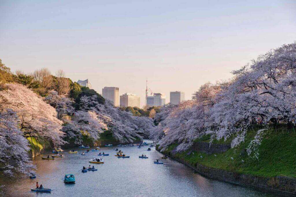 Japan's famous cherry blossom in Tokyo