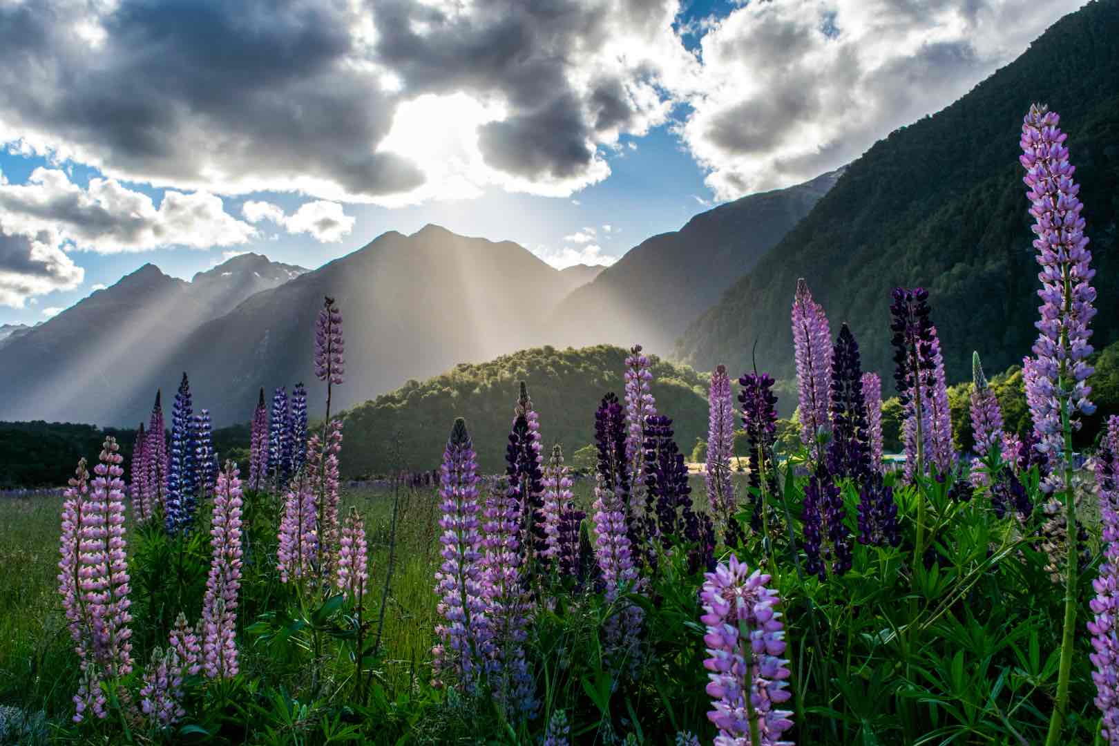 Lupines at Milford Sound, New Zealand