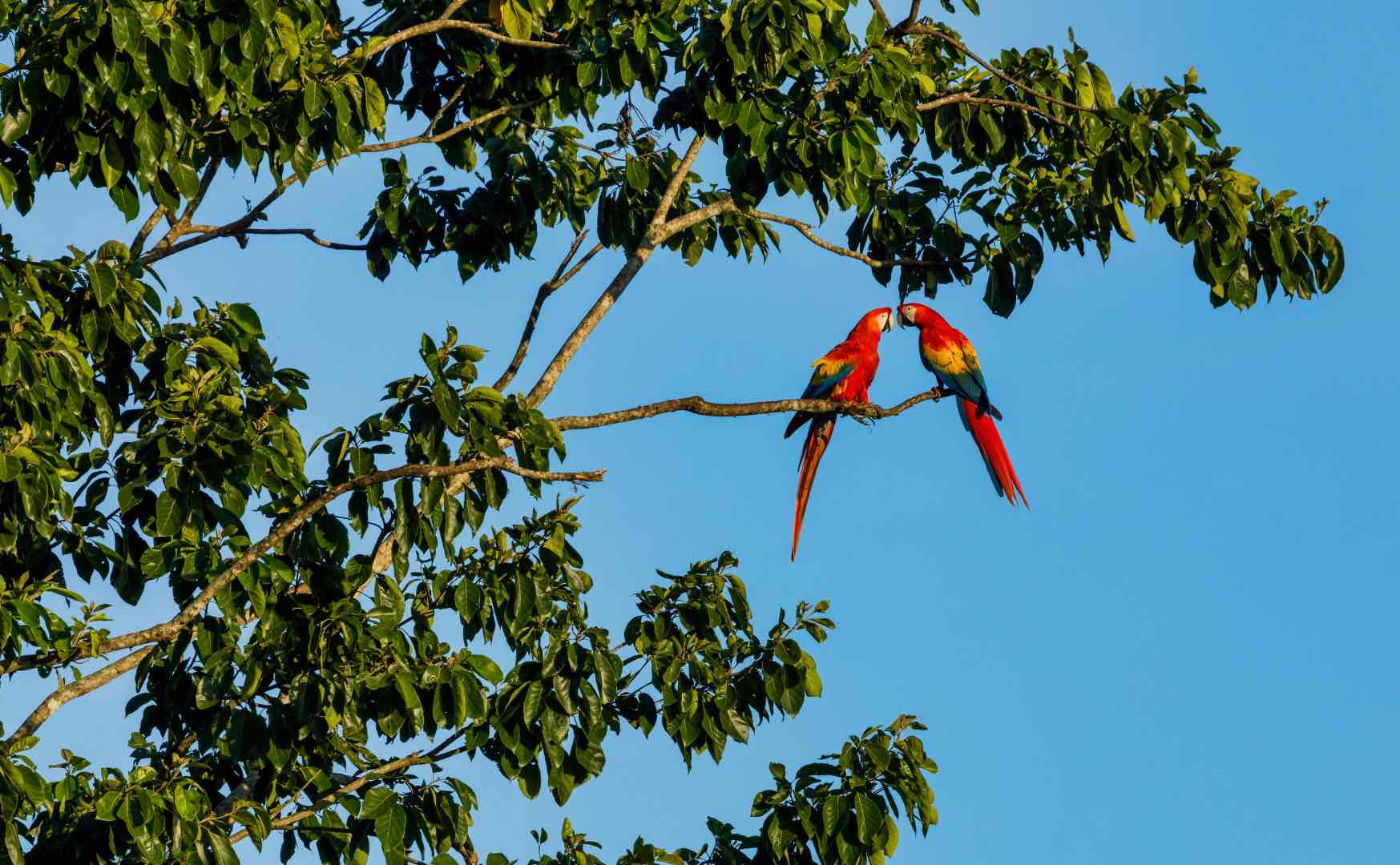 Parrots kissing in San Jose