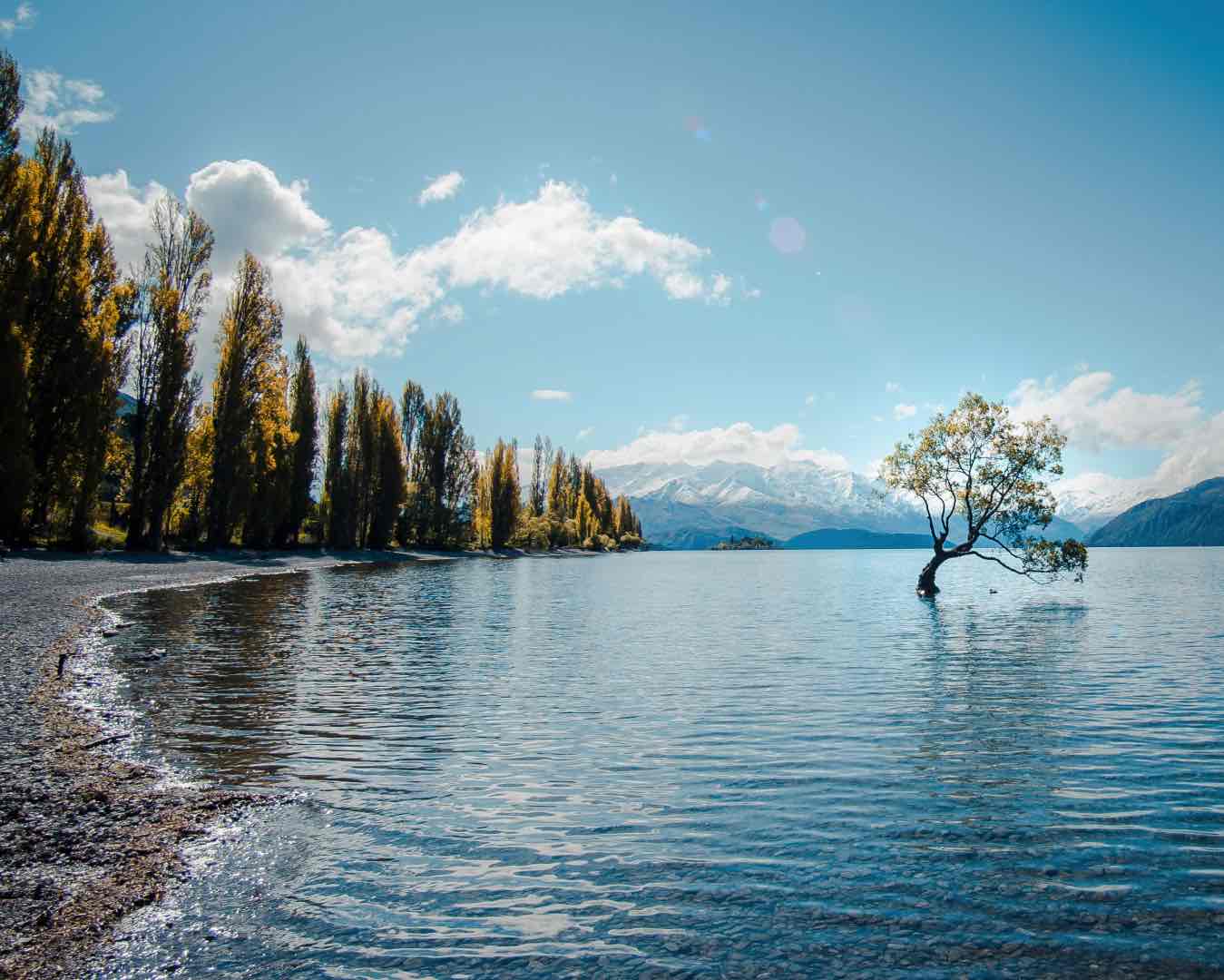 That Wanaka tree, Wanaka, New Zealand