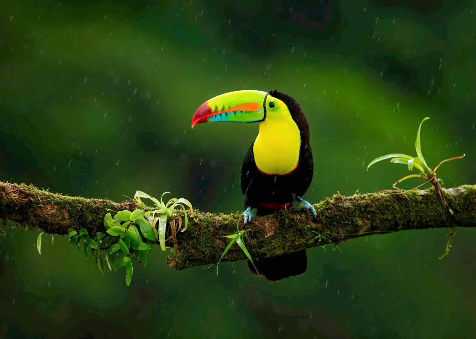 Toucan in the rain