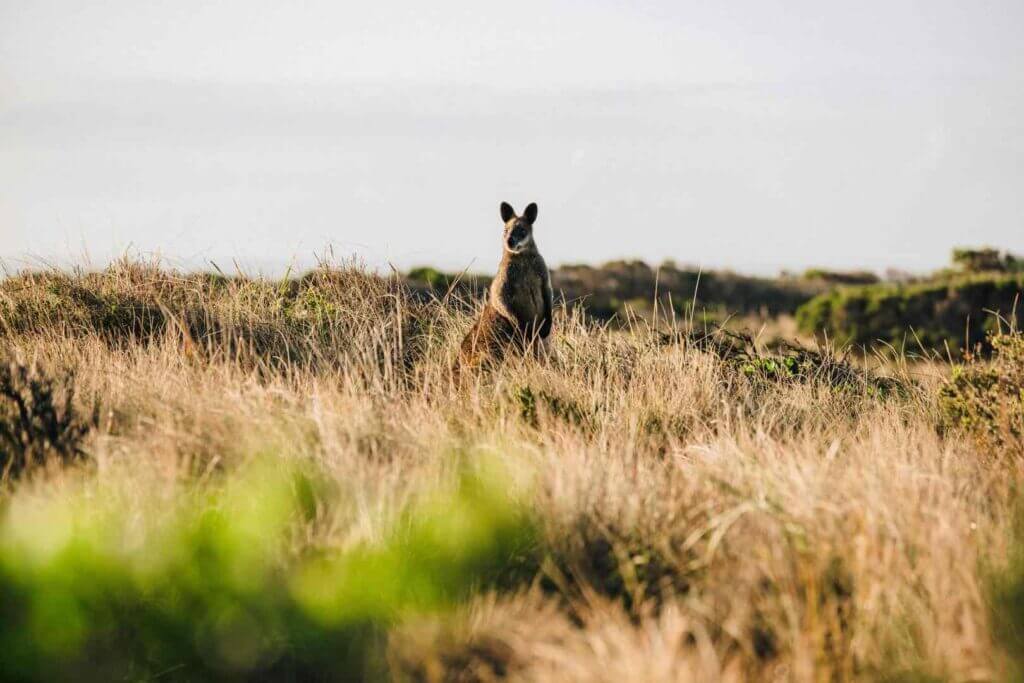 Gippsland, VIC, Australia.