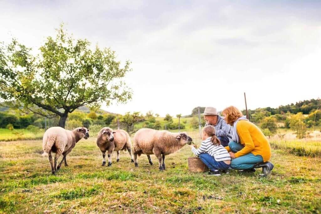 Feeding the sheep is one of many options