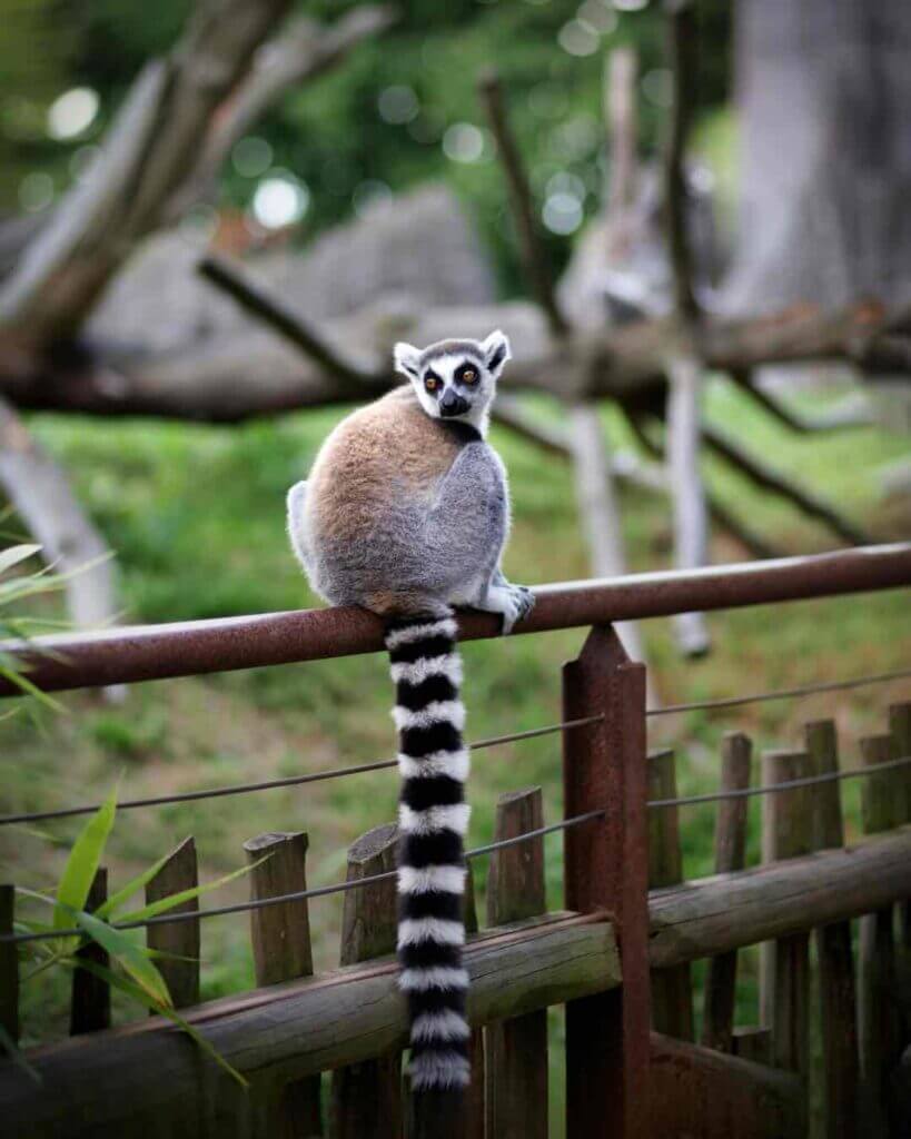 Chester Zoo is a must visit!