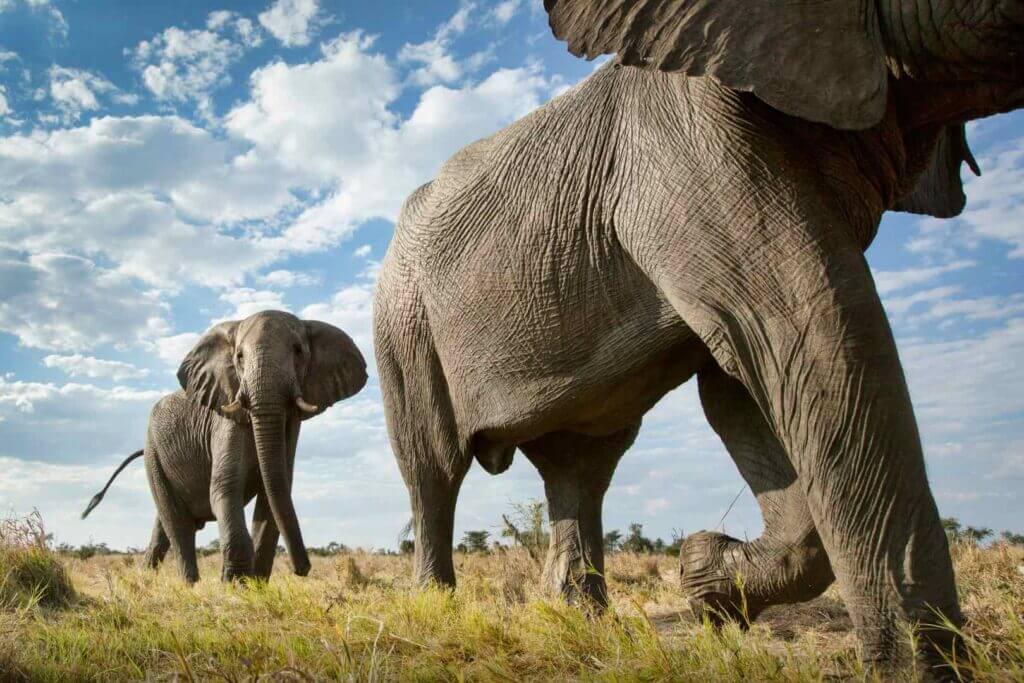 Elephants on Safari