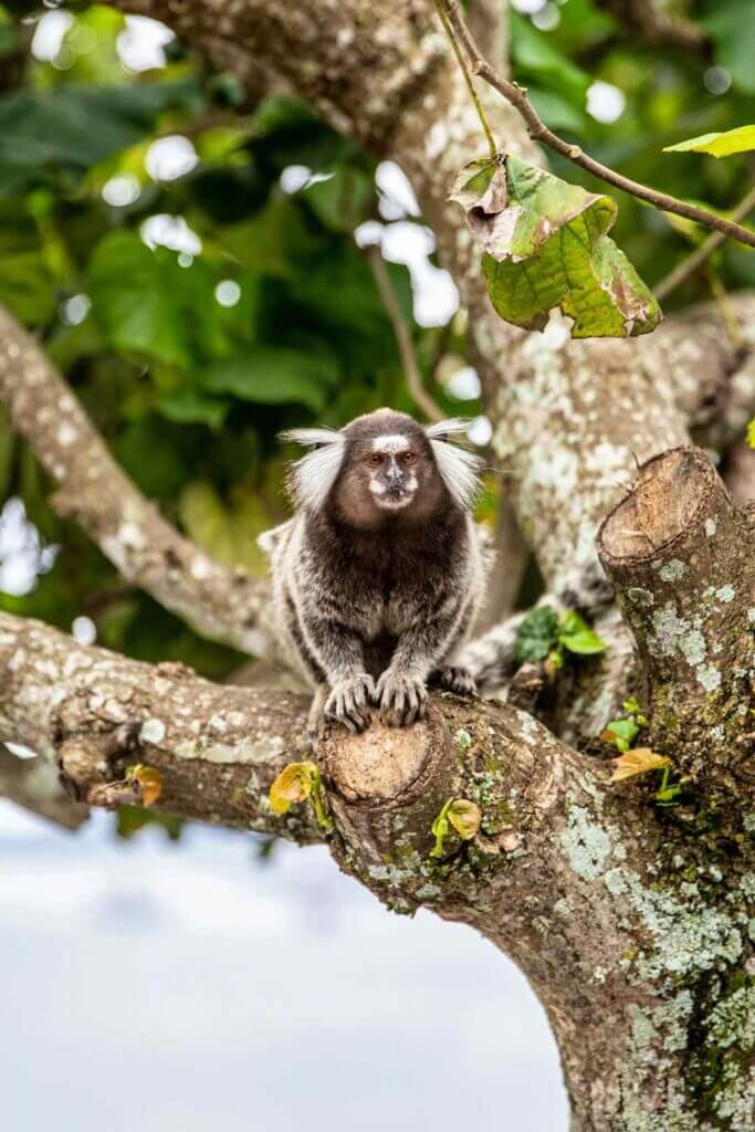 Monkey in a tree ;)