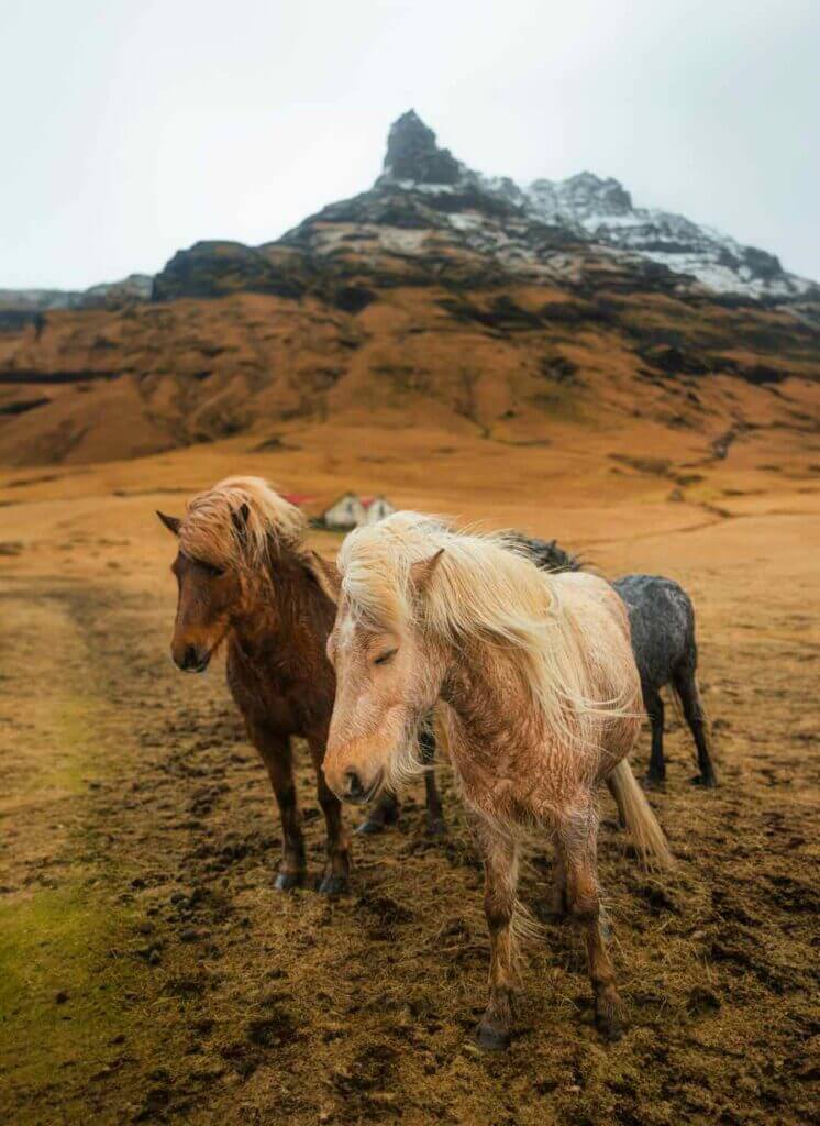 Horses of Iceland. Majestic