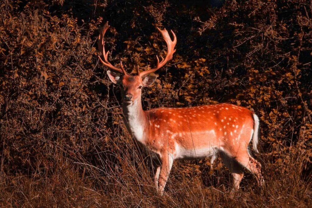 Deer at Bolderwood, New Forest, Hampshire, U.K.