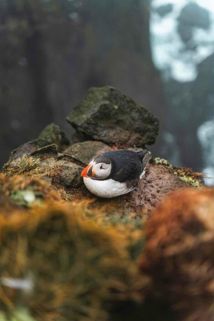 Puffins along the cliffs!