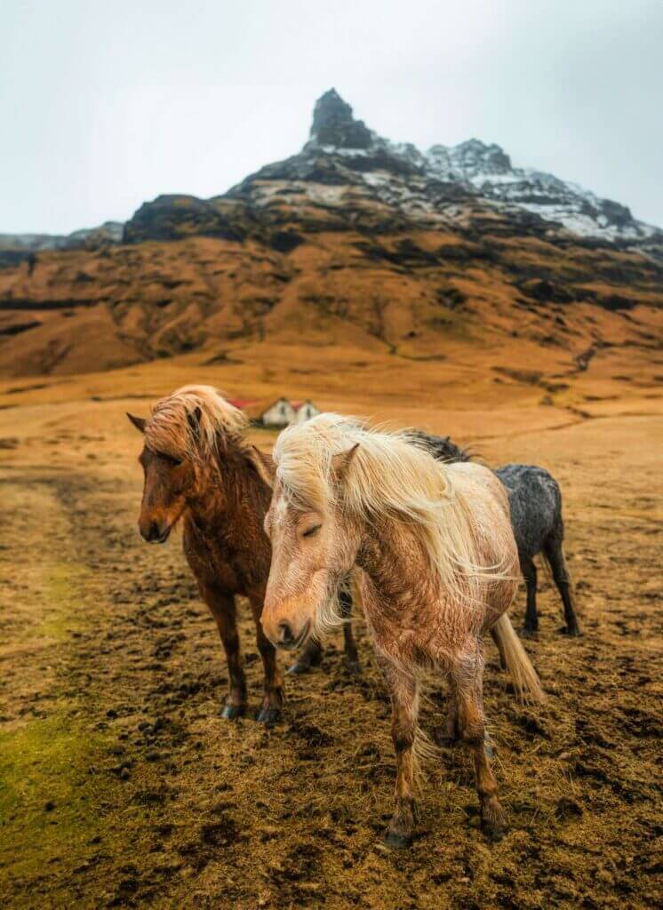 Horses of Iceland.