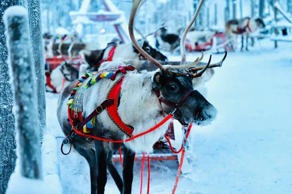 Reindeer at Lapland, Finland