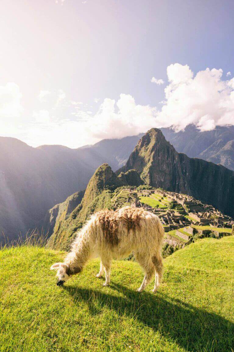 Llama in Peru