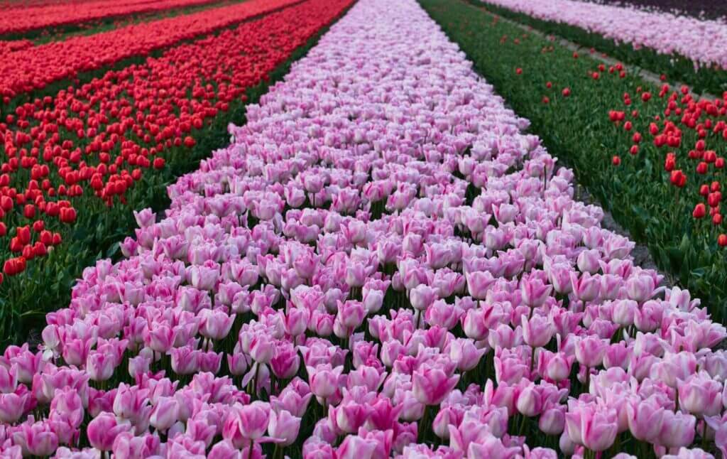 Spring bucket list - tulip fields