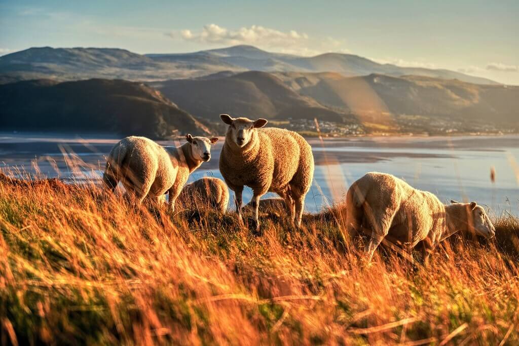 Sheep in Wales