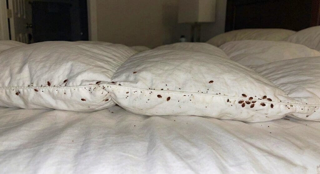 How to Dodge Bed Bugs: Essential Tips for Travellers